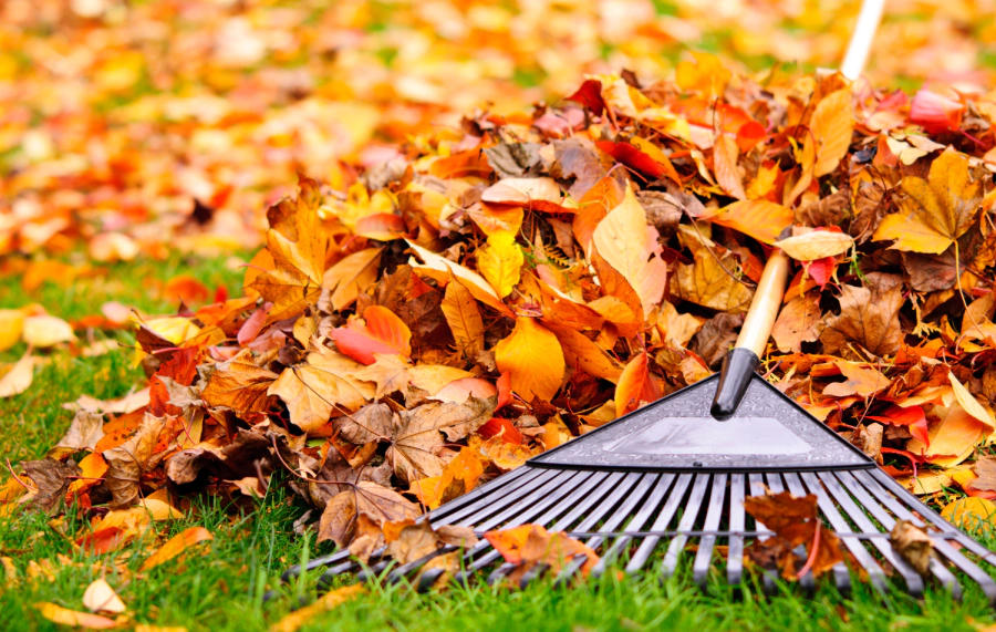 leaves on a yard leaves on a yard
